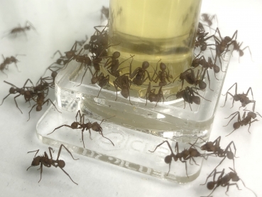 Tränke klar 10ml - Schwamm